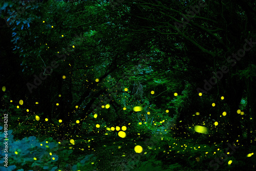 대한민국 제주도의 유명한 관광 명소인 곶자왈 숲속에서 반딧불이 들이 아름다운 빛으로 멋진 풍경을 만들고 있다. © ju999