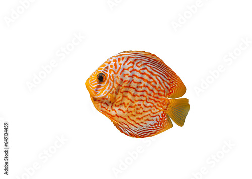 Pompadour fish isolated on transparen background. Red Symphysodon discus fish cut out icon, side view