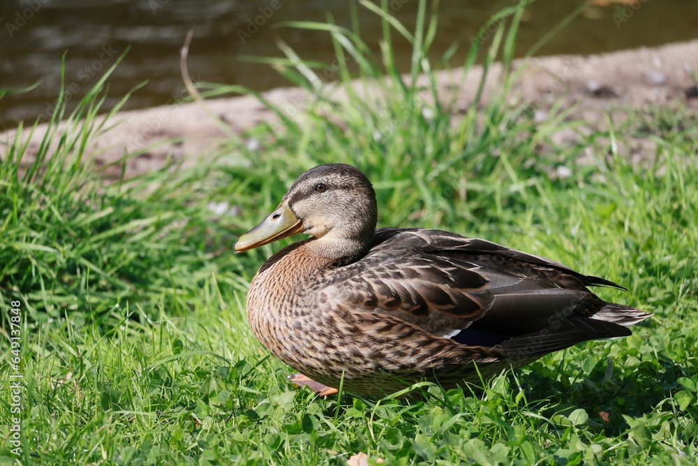 duck and ducklings duck and ducklings