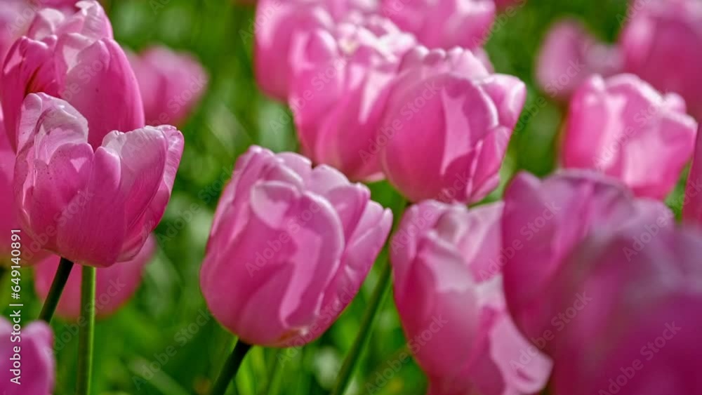 Blooming tulips flowerbed close up. Lisse, the Netherlands. Horizontal camera pan Blooming tulips flowerbed close up. Lisse, the Netherlands. Horizontal camera pan