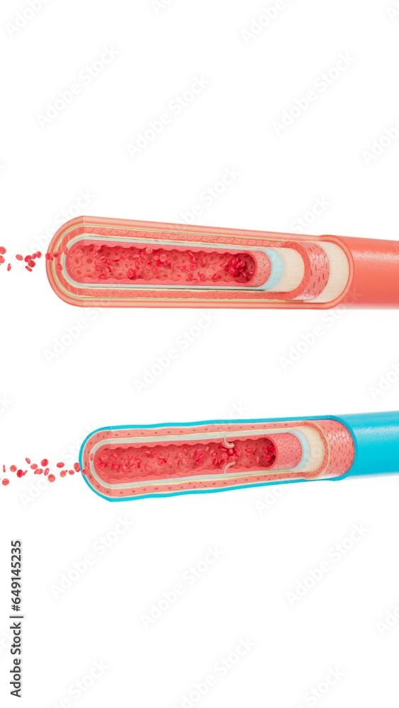 Artery and vein layers and Red and white blood cells flow inside. Blood