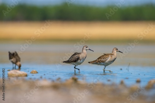 Ruff  Calidris pugnax  is a wetland bird. It lives in suitable habitats in Asia  Europe and Africa. It is known as a migratory bird in Turkey.
