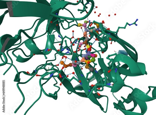 Crystal structure of renin active center with inhibitor aliskiren bound. 3D cartoon model, chain id color scheme, PDB 2v0z photo