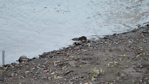 Water shrew