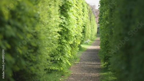 A natural green maze tunnel in the garden.