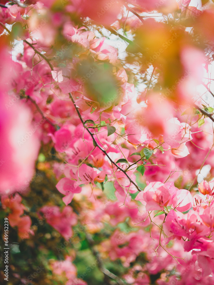 Bright pink paper flowers on a clear day Bright pink paper flowers on a clear day