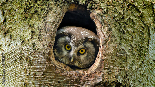 The adorable newborn owl has large eyes that are innocently broad. photo