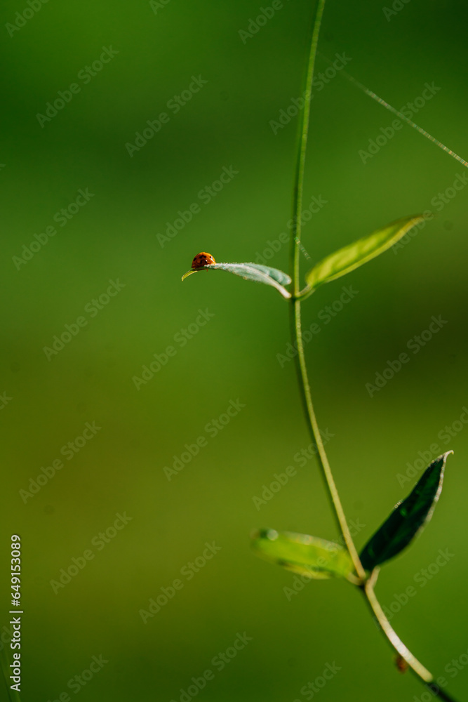 The orange beetle is climbing on a tree top The orange beetle is climbing on a tree top