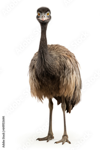 Emu bird isolated on a white background