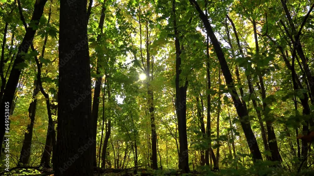 Sun glare through autumn maple leaves and tree branches in the forest Sun glare through autumn maple leaves and tree branches in the forest