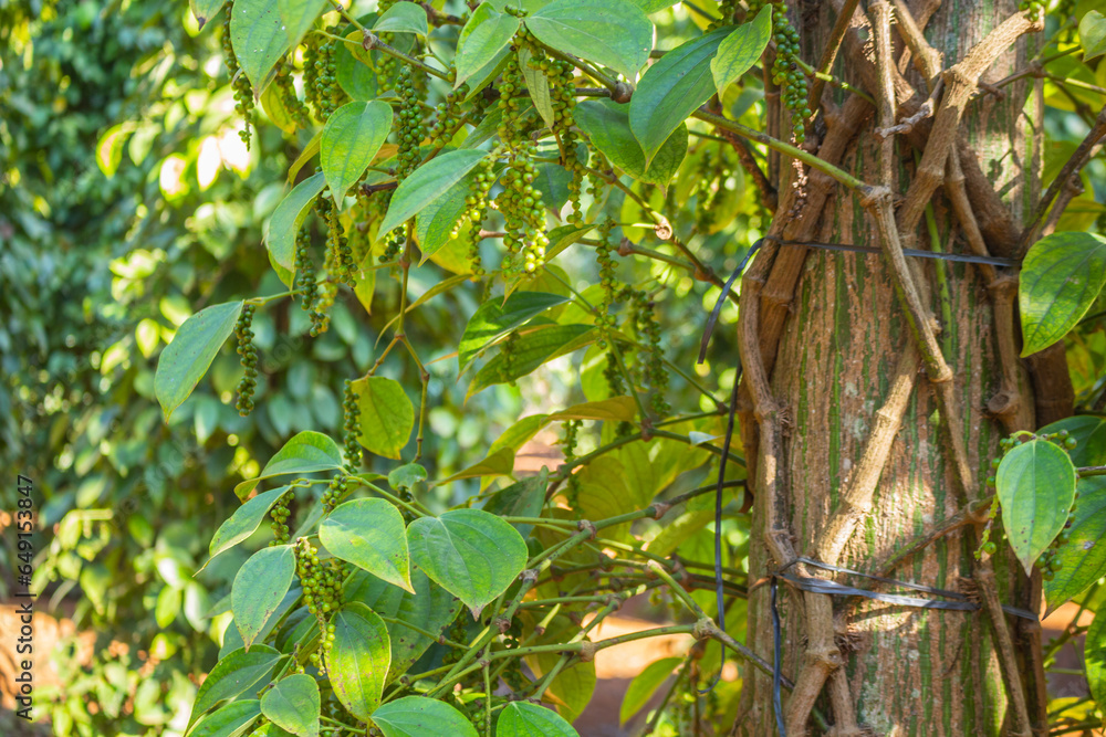 Pepper trees are dying Pepper trees are dying due to fungal diseases and nematodes Pepper trees are dying Pepper trees are dying due to fungal diseases and nematodes
