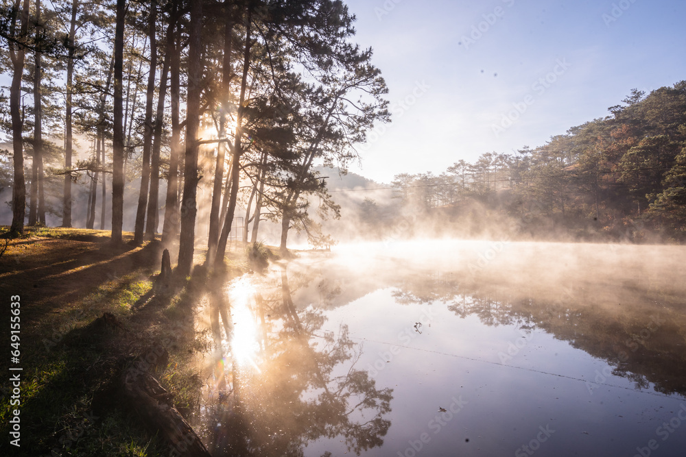 Naklejka premium morning in the forest