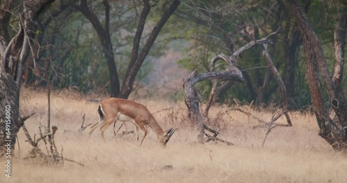Young Indian bennetti gazelle or chinkara walking and grazing in the forest of Rathnambore National Park. Tourism elecogy environment background. Rajasthan, India. Horizontal panning photo