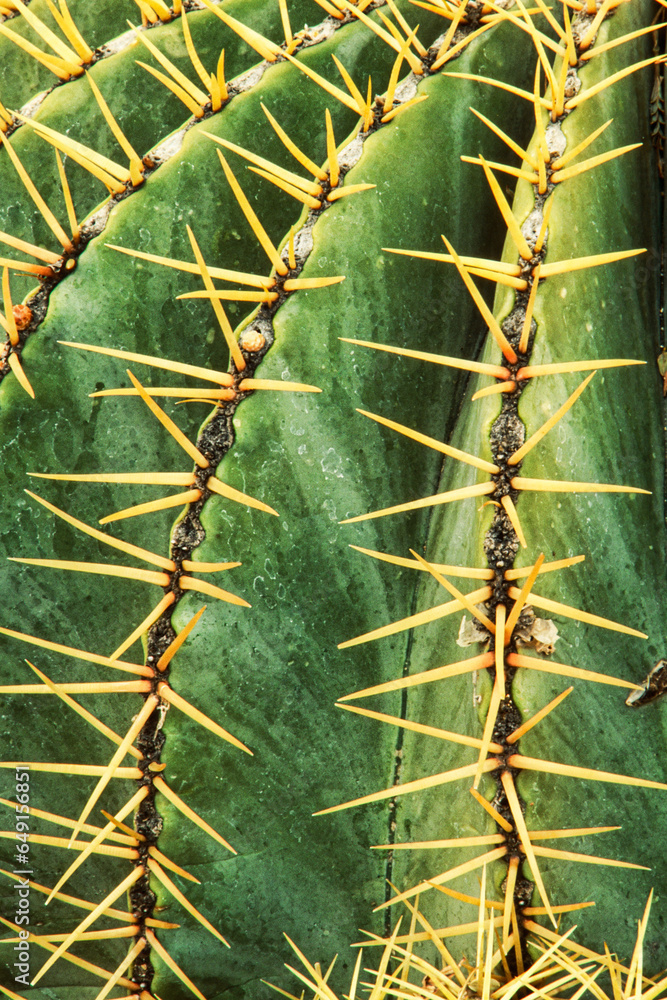Close up of Blue Barrel Cactus, Arizona, USA, North America Close up of Blue Barrel Cactus, Arizona, USA, North America