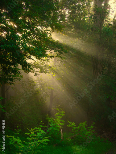 Green foggy forest with sun rays