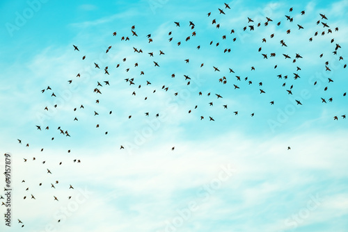 Bilde på lerret Flock of starling birds flying across the blue summer sky