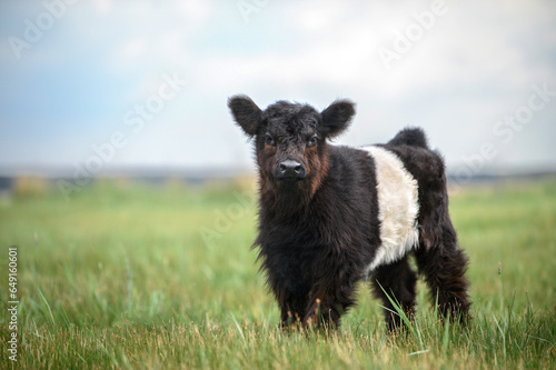 beautiful belted galloway cow calf standing on a meadow in summer photo