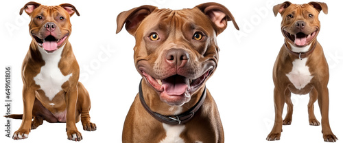 Brown pitbull dog collection (portrait, sitting, standing), animal bundle isolated on a white background as transparent PNG