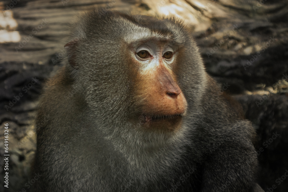 Obraz premium close up of a baboon