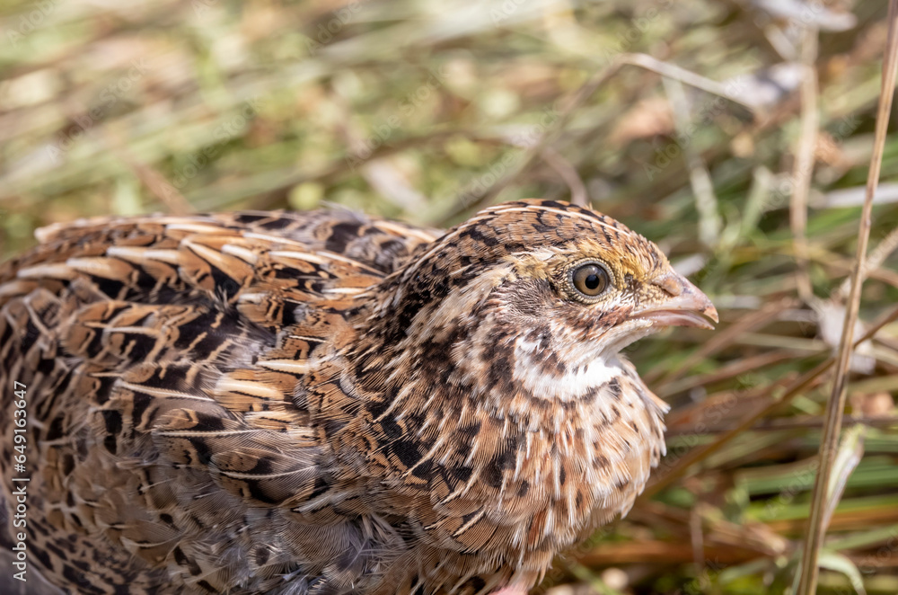 gray steppe quail with a frightened look against the background of withered grass gray steppe quail with a frightened look against the background of withered grass