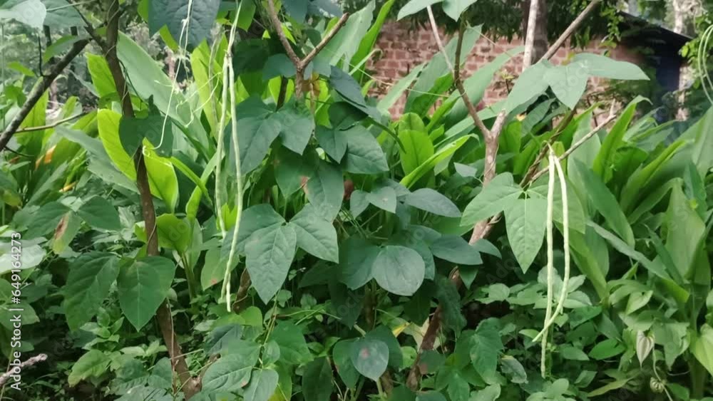 Fresh And Ripe Cow Peas Hanging From A Green Bush In The Sunshine On A Farm Fresh And Ripe Cow Peas Hanging From A Green Bush In The Sunshine On A Farm