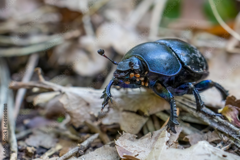 Naklejka premium Käfer