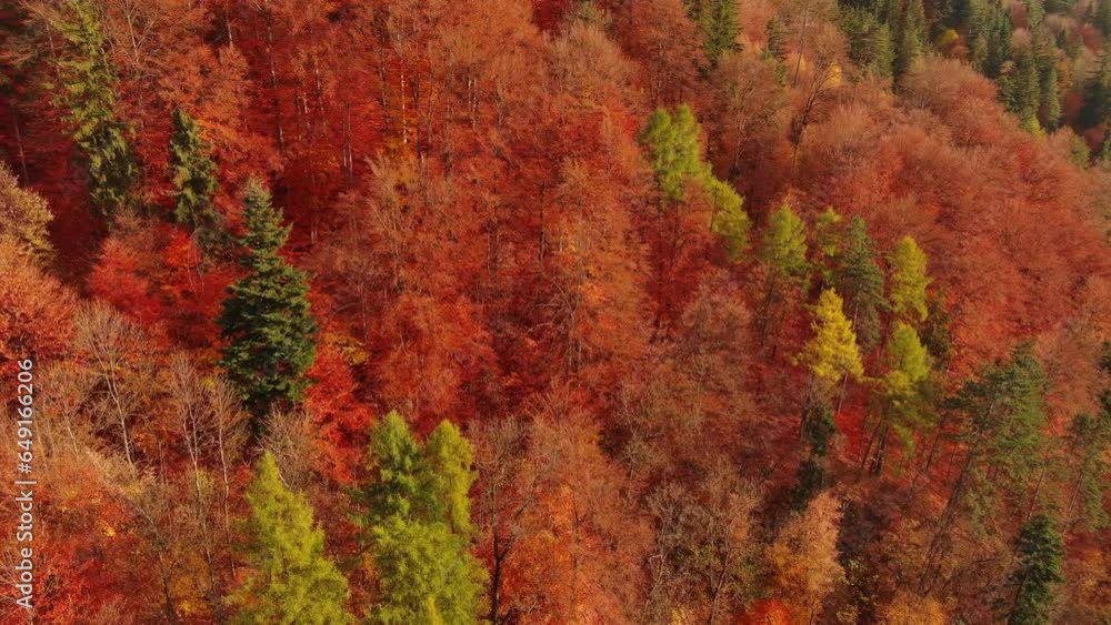 Beautiful aerial landscape with autumn forest in Carpathian mountains, Romania, 4k Beautiful aerial landscape with autumn forest in Carpathian mountains, Romania, 4k