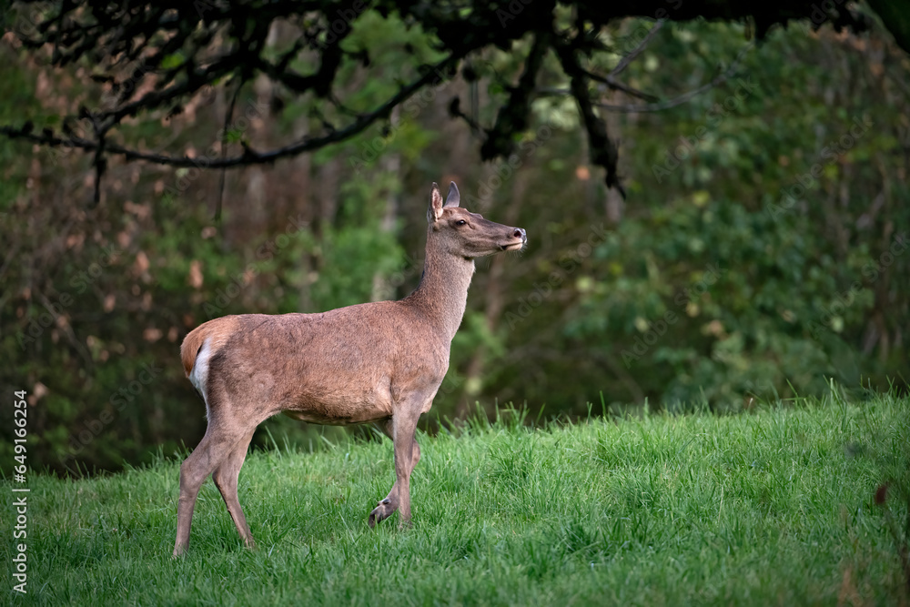 Cerf élaphe (Cervus elaphus) biche en été. Alpes. France Cerf élaphe (Cervus elaphus) biche en été. Alpes. France