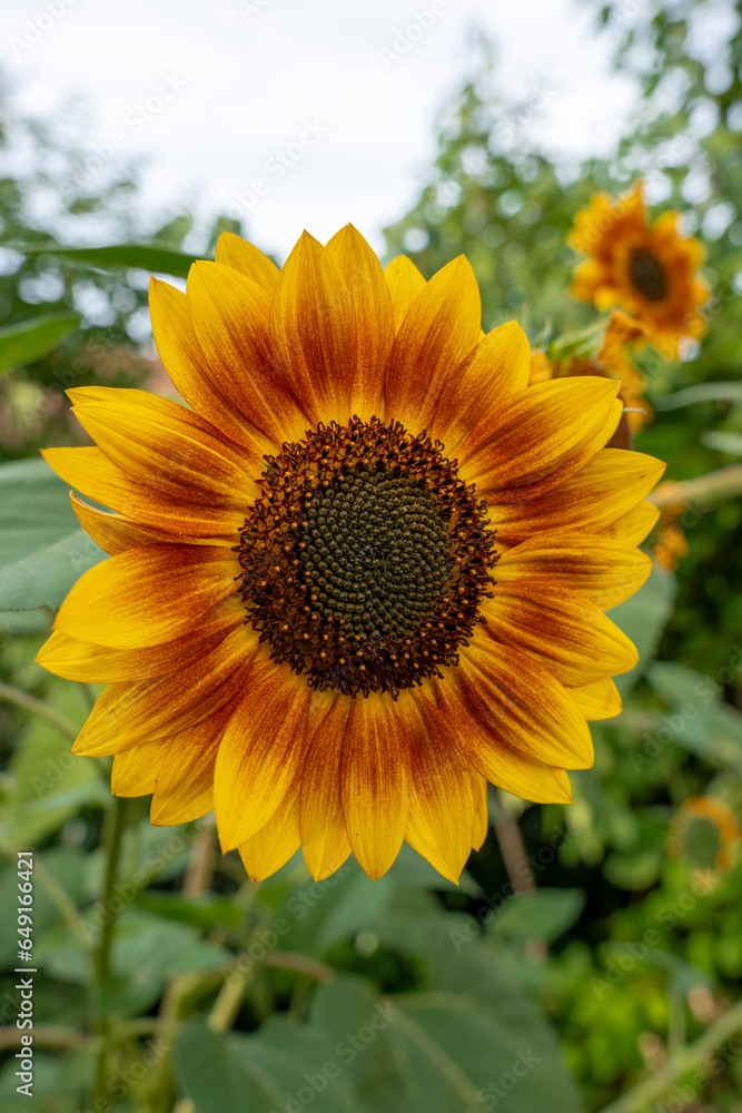 Fototapeta premium Goxwiller, France - 09 03 2023: A field of sunflower flowers under a cloudy sky.