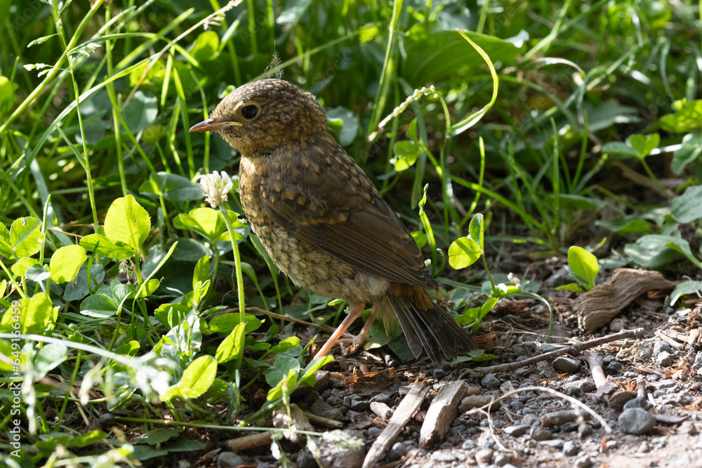 Rotkehlchen (Erithacus rubecula) Rotkehlchen (Erithacus rubecula)