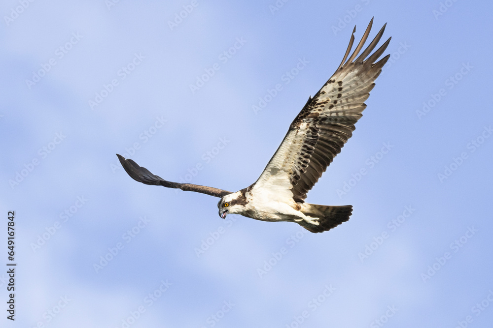 Fototapeta premium Fischadler&nbsp;(Pandion haliaetus)