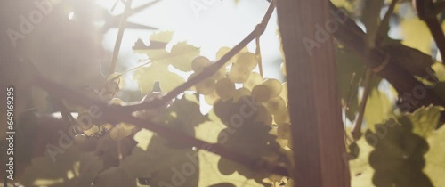 Vineyard grape female hand pick scissors harvest sun flares close up