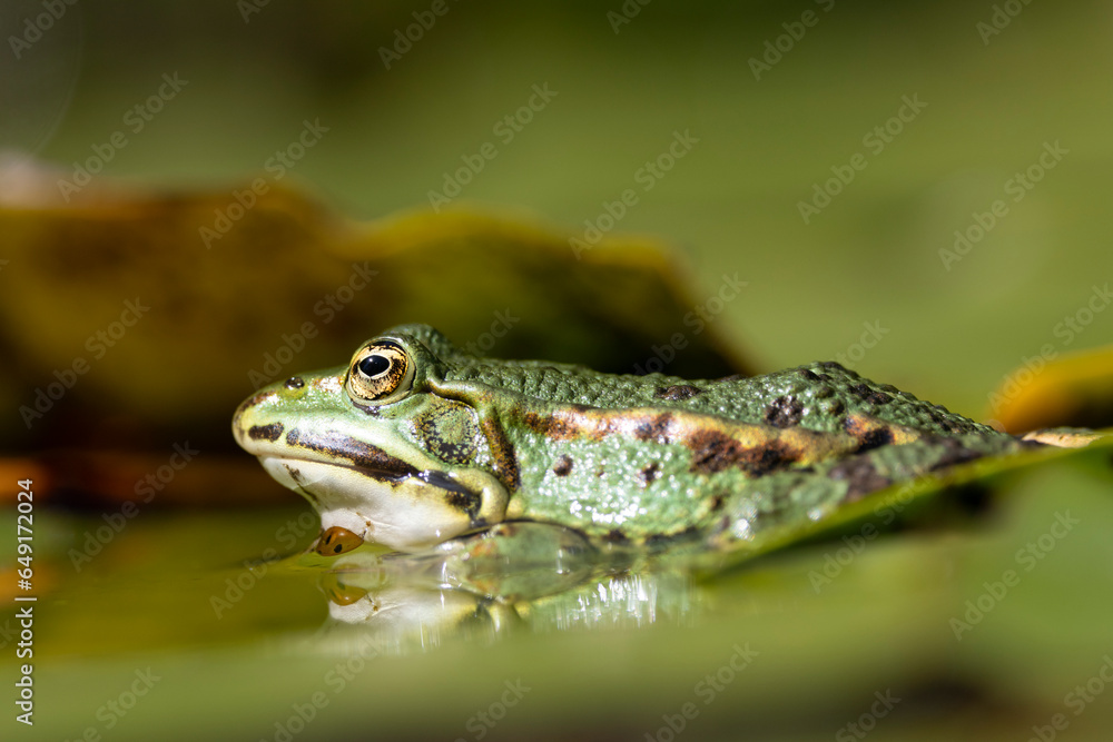 Grünfrosch (Pelophylax „esculentus“)
Grünfrosch (Pelophylax „esculentus“)