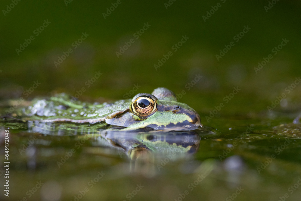 Grünfrosch (Pelophylax „esculentus“) Grünfrosch (Pelophylax „esculentus“)