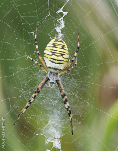 Weibliche Wespenspinne (Argiope bruennichi) (auch Zebraspinne, Tigerspinne oder Seidenbandspinne) photo