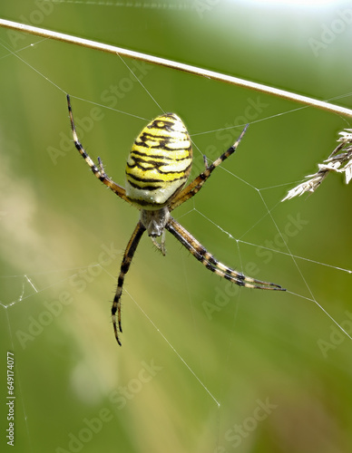 Weibliche Wespenspinne (Argiope bruennichi) (auch Zebraspinne, Tigerspinne oder Seidenbandspinne)