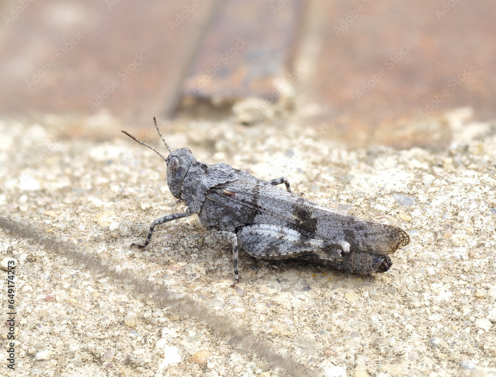 Blauflügelige Ödlandschrecke (Oedipoda caerulescens) Blauflügelige Ödlandschrecke (Oedipoda caerulescens)