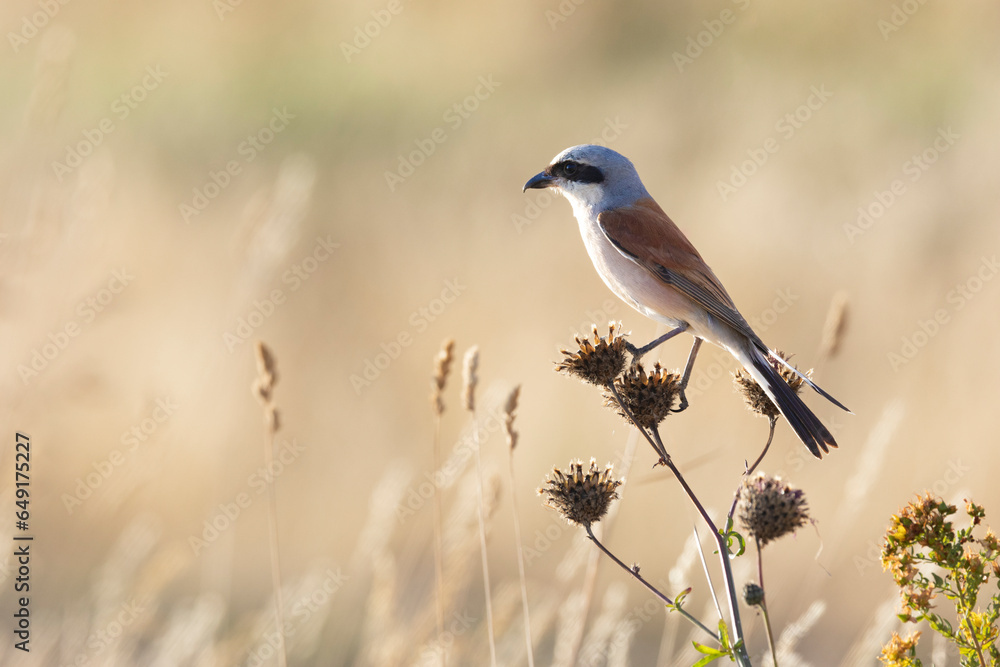 Neuntöter (Laius collurio) oder Rotrückenwürger Neuntöter (Laius collurio) oder Rotrückenwürger