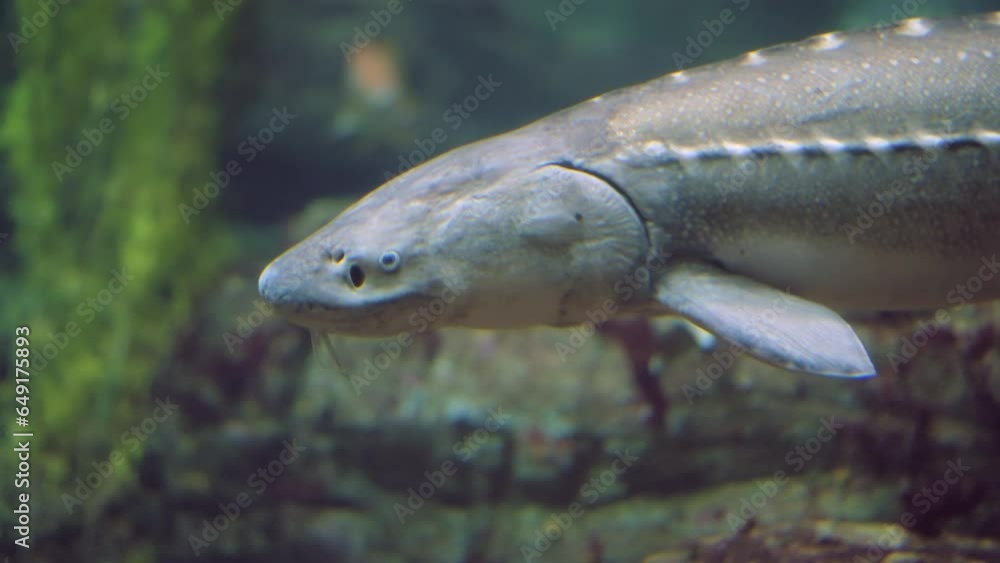 Leopard shark and sturgeon ignore each other as they cross paths and coexist in the same environment Leopard shark and sturgeon ignore each other as they cross paths and coexist in the same environment
