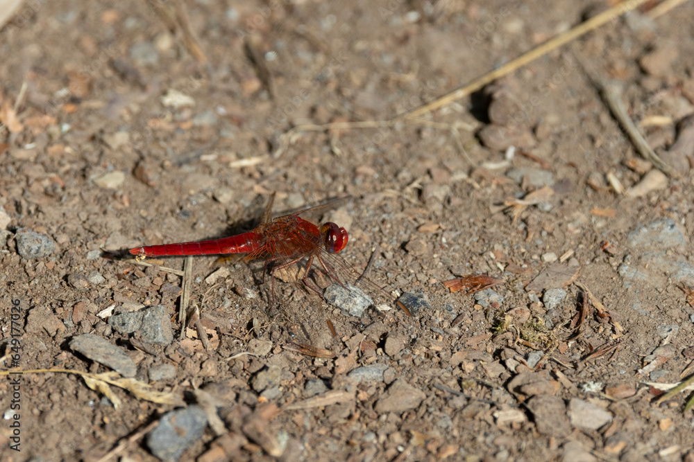 Feuerlibelle (Crocothemis erythraea) Feuerlibelle (Crocothemis erythraea)