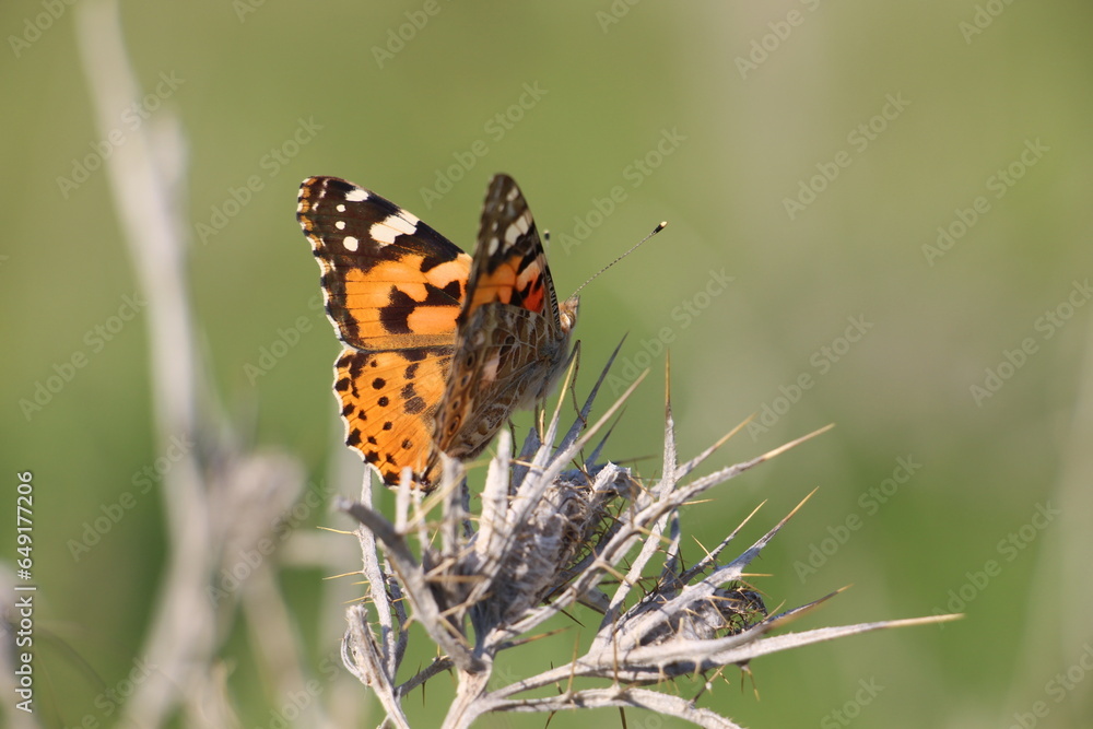 Fototapeta premium butterfly on flower