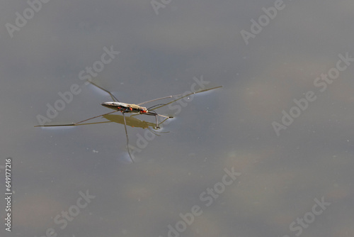 Wasserläufer (Gerridae spec.) photo