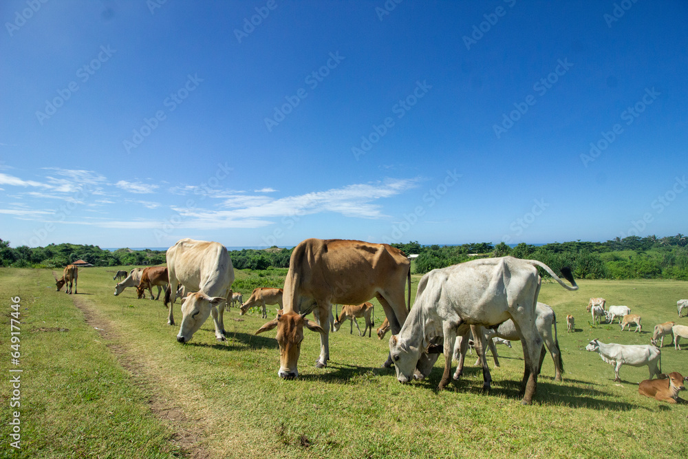 Panorama with grazing  cows on the savanna