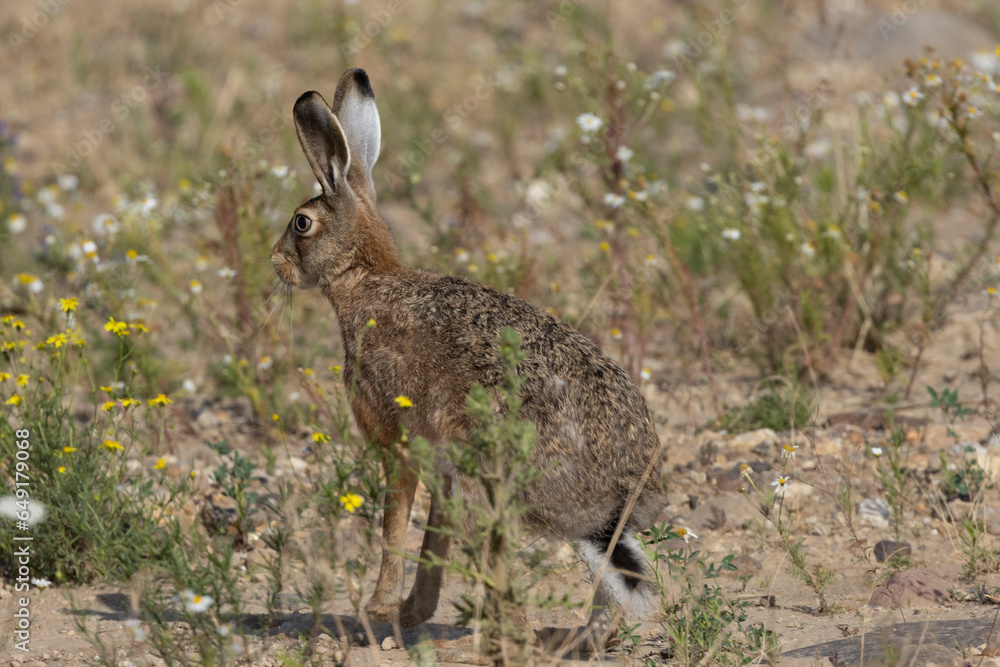 Feldhase (Lepus europaeus) Feldhase (Lepus europaeus)
