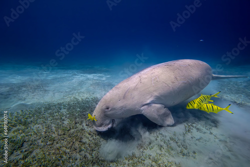 Dugong - Seekuh - Ägypten, Marsa Alam
