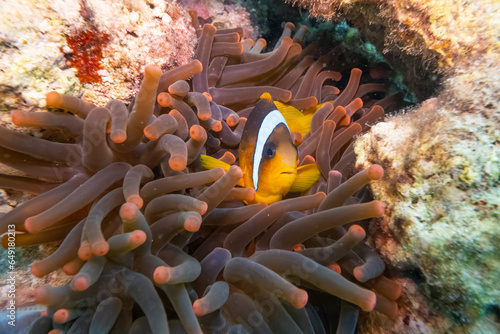 Anemonenfische - Ägypten Marsa Alam