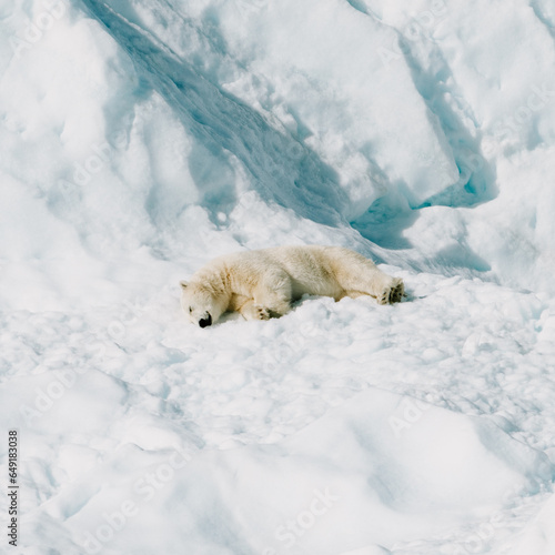 Polar bear resting on a iceberg in the arctic © Ann