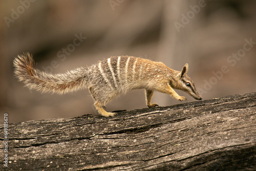 Numbat