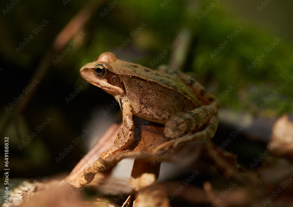 Fototapeta premium Little brown frog