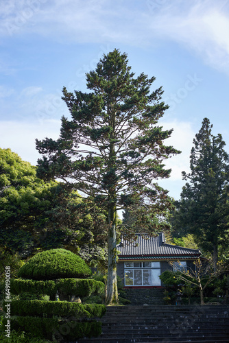 a tree in the garden